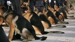 В Эквадоре торжественно проводили на пенсию 16 собак-полицейских (новости)