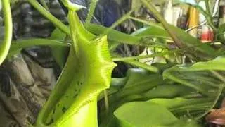 CARNIVOROUS PLANTS CAN EAT MICE!