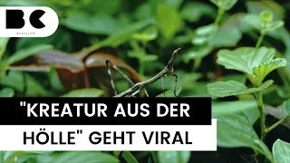 Mysteriöses Insekt aus Australien sorgt für Aufsehen im Netz