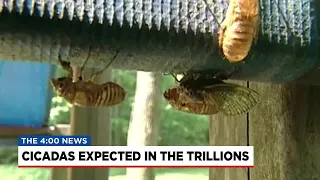 Cicada swarm expected across the country this spring
