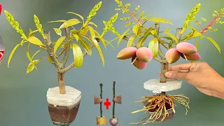SUPER SPECIAL TECHNIQUE for propagating MANGO trees with a combination of bananas and onions