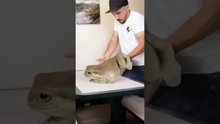 The largest frog in the world |😳🔥  #frog #big #short