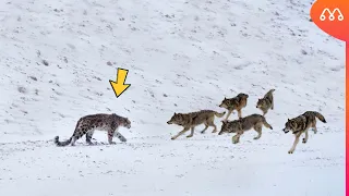 WHEN THE WOLVES MEET THE LEOPARD