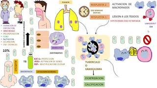 Micobacterium Tuberculosis