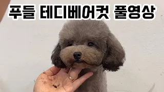 따라하면 곰돌이 완성🐻🐶🐻🐶✂️ 푸들 테디베어컷 곰돌이컷