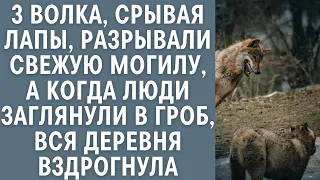 3 волка, срывая лапы, разрывали свежую могилу, а когда люди заглянули в гроб, вся деревня вздрогнула