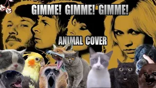 ABBA - GIMME! GIMME! GIMME! (Animal Cover)