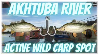 Russian Fishing 4 Wild Carp Active Spot Akhtuba River