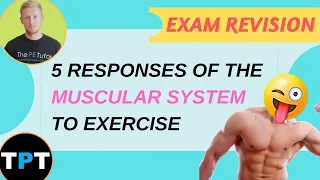 Muscular System Responses To Exercise || 5 Ways Explained