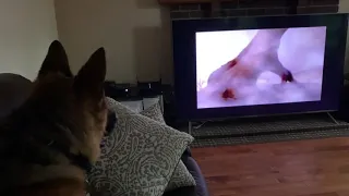 German Shepard  watching mufasa ..and giving hilarious expression.