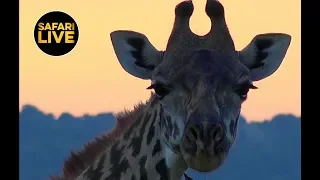 safariLIVE - Sunset Safari - March 17, 2019