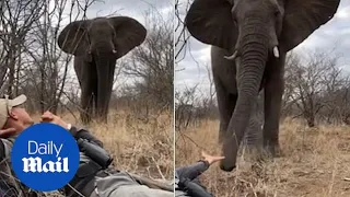 Man has incredible encounter with wild bull elephant on foot