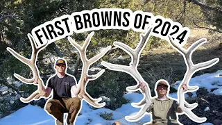 First Brown Elk Sheds of the Year | Shed Hunting 2024