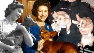 The Royal Life Of The Queen's Corgis