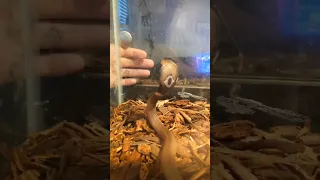 baby male monocled cobra