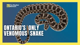 What You Need to Know About Ontario's Only Venomous Snake