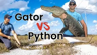 Gator vs python! Who wins?