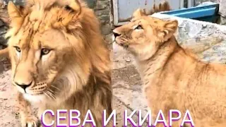 ЛЬВЫ СЕВА И КИАРА: ЛУЧШЕЕ!