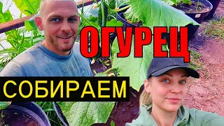 Первые огурцы апреля. Высадка перца, баклажана и капусты в грунт.