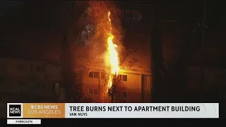 Fourth of July festivities lead to a burning palm tree in Van Nuys