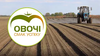 Начальні фази розвитку цибулі.Перевірка якості посіву і перше внесення гербіциду | Овочі.Смак успіху