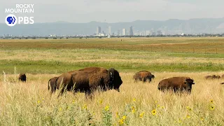 Colorado Experience | Return of the Buffalo, Part 2