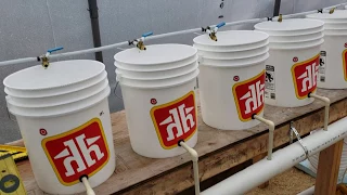 DIY Dutch bucket Aquaponics step by step