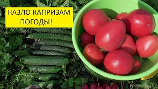 Томаты собираю ведрами! В мае! В Сибири! Ольга Чернова.