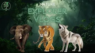 wild life animals tiger elephant wolf Nature