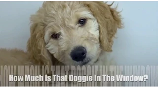 HOW MUCH IS THAT DOGGIE IN THE WINDOW - Children's Song l Lyrics