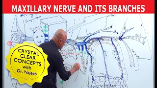 Maxillary Nerve and its Branches | Neuroanatomy | Neuroscience