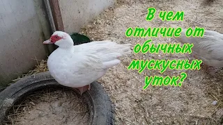 Утки тяжёлой французской линии. Вы спросили,я ответила.