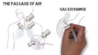 GCSE Biology - Respiratory System