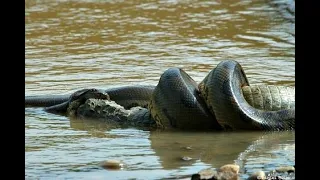 Anacondas/Python eats Alligator 02, Time Lapse Speed x6