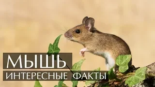 Мышь - Интересные факты