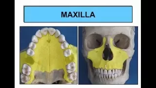 Oral Biology: Development of Maxilla and Mandible