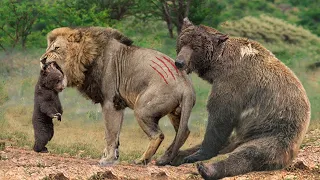 Too Brave! Grizzly Bear Risked His Life Attack Lion King To Save His Baby - Puma vs Bear, Tiger