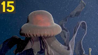 15 Amazing Looking Jellyfish