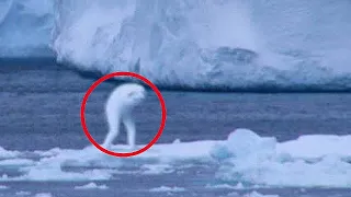 10 Mysterious Creatures Caught on Camera