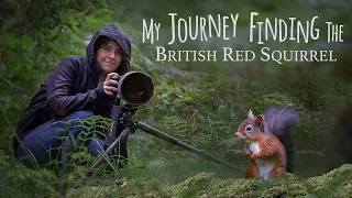 My Journey Finding The British Red Squirrel - Lake District, England