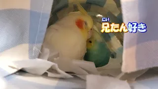 【オカメのそばにいたいセキセイインコ】はなの事が好きすぎて離れられないぴの　　pinohanakara