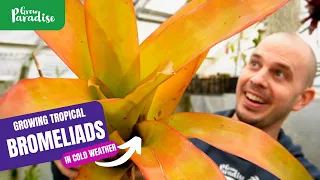 Growing tropical Bromeliads in cold weather | Tips & plant tour