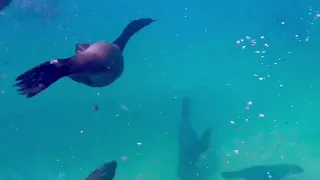 Snorkelling with seals 🦭 🤿