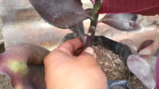 Lechero Africano tierno vs Maduro Synadenium Grantii Hook Planta de la Vida