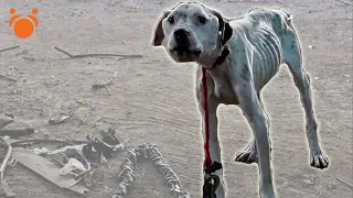Pit Bull Starved on Heavy Chain Rescued by Pit Crew Animal Cops - @DogRescueTV