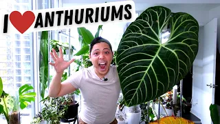 My Anthurium Collection 💚 Regale, Metallicum, Warocqueanum, Veitchii, Magnificum, Crystallinum