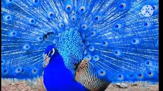 Blue Peacock Dancing # Blue Peacock Dancing Nauture # Blue Peacock Dancing in Jungle.