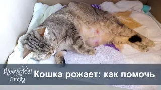 🐱 Как помочь кошке во время родов?