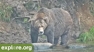 KATMAI FALL CLASSIC: Brown Bears & The Art of Fat!  Best of Bear Cam