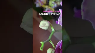 Что это за точка на бутоне? Яйца ТРИПСОВ на ОРХИДЕИ #orchid #орхидеи #трипсы #трипс #shorts #orchids